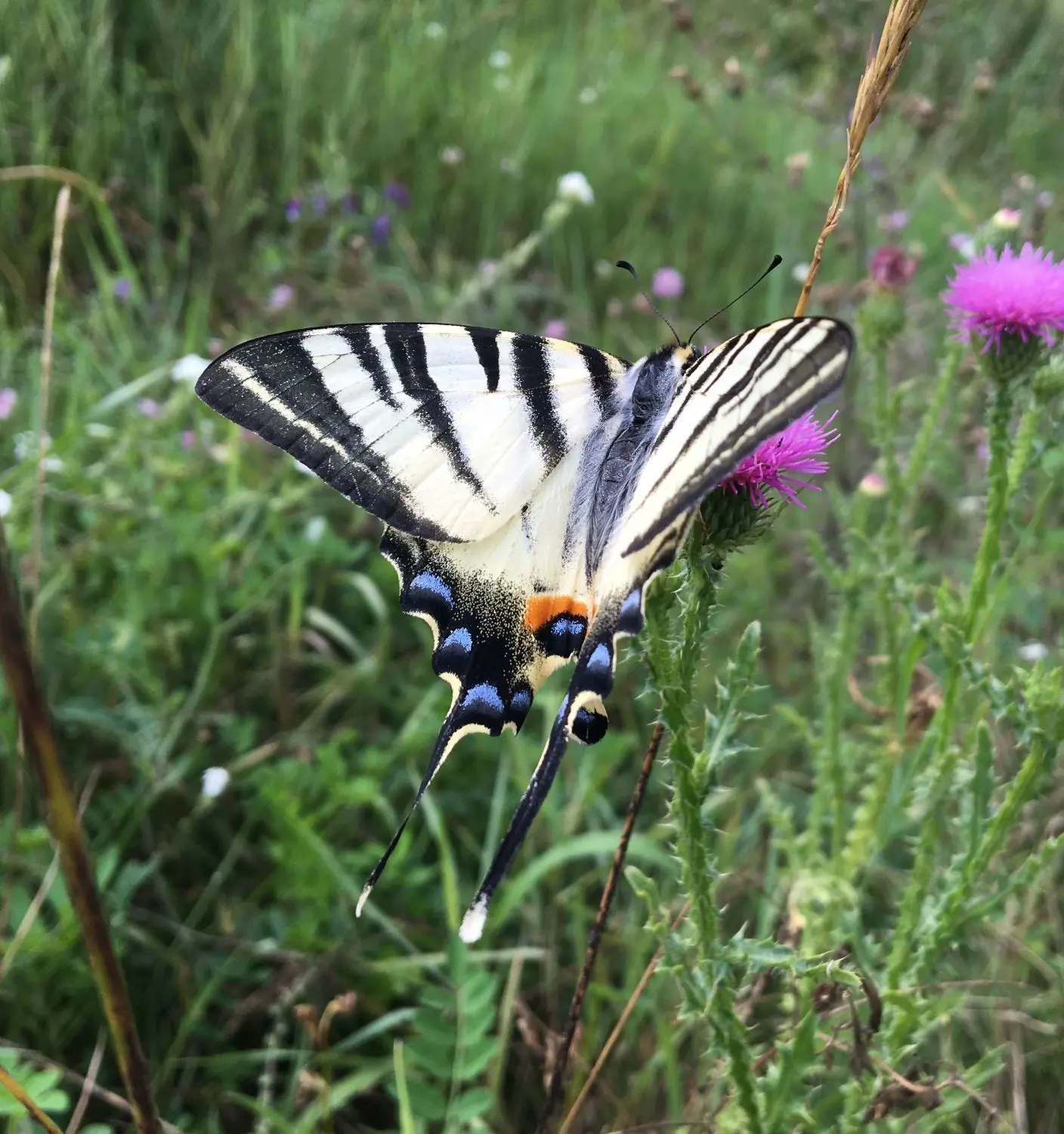Wahre Schönheit: Ein seltener Segelfalter lässt sich auf hiemischen Wiesen nieder. Er hat sich an die Landschaft angepasst.