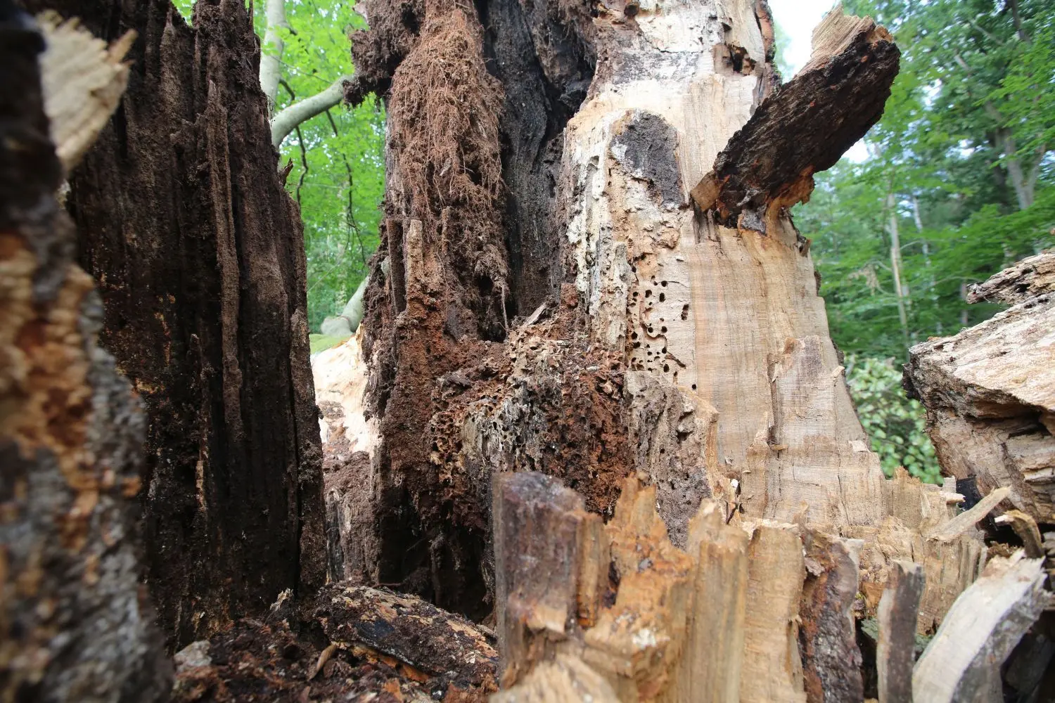 Hohler Stamm der Silkebuche in der Schorfheide.