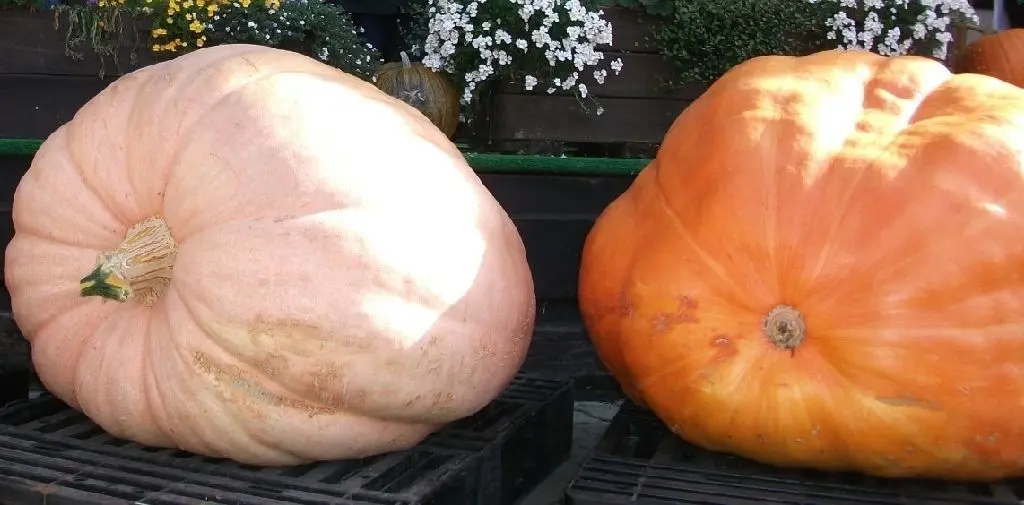 Sind die dick, man! Das wären perfekte Kandidaten für die Trechwitzer Kürbiswiegemeisterschaft am 3. Oktober.