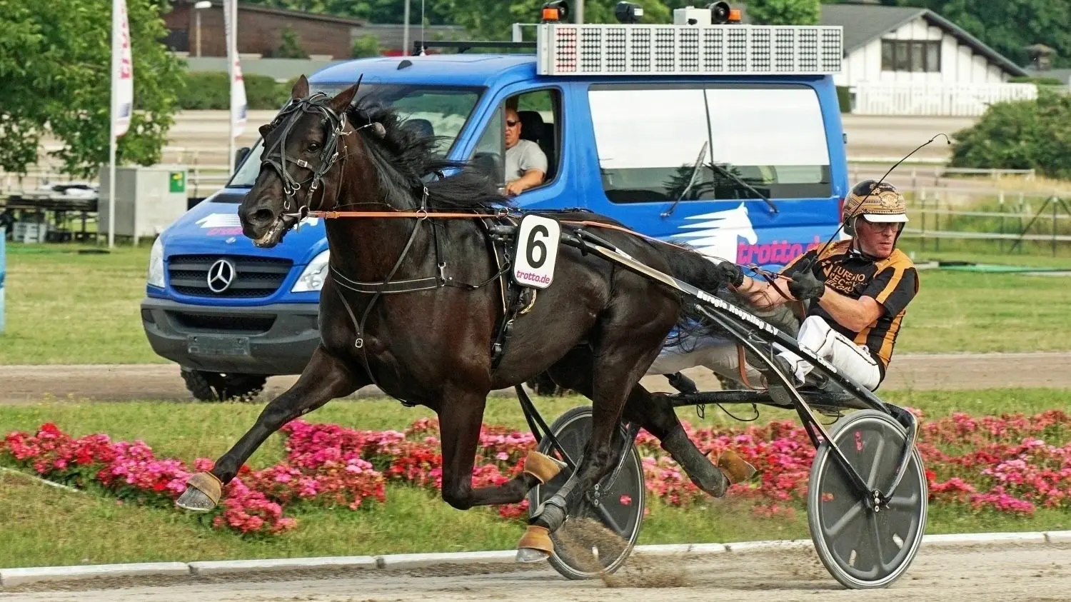 Unter den Favoriten: Der Hengst Gio Cash, hier mit seinem Fahrer Dion Tesselaar, gilt derzeit als schnellstes Pferd unter den Teilnehmern des 128. Deutschen Traber Derbys.