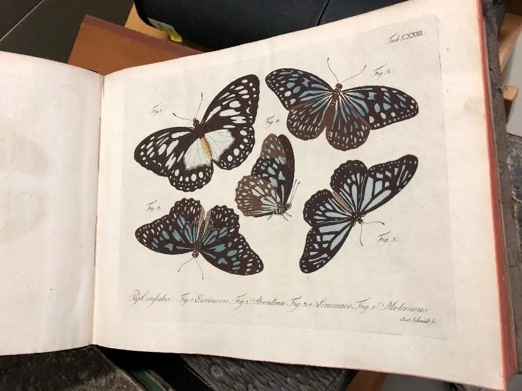 Handkoloriert: In einem Buch von 1783 sind diese Schmetterlinge zu finden.