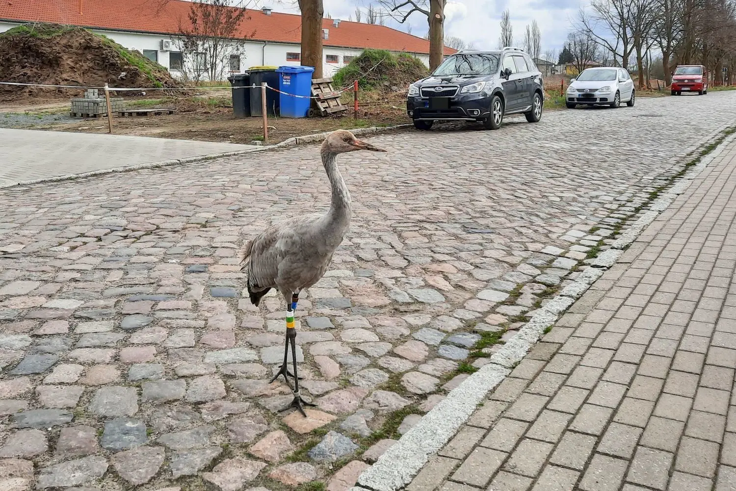 Dieser beringte Kranich tauchte am Montagnachmittag auf der Bahnhofstraße in Fehrbellin auf. Er hatte keinerlei Scheu vor Menschen. Inzwischen wurde das Tier auf den Namen Fritzi getauft.