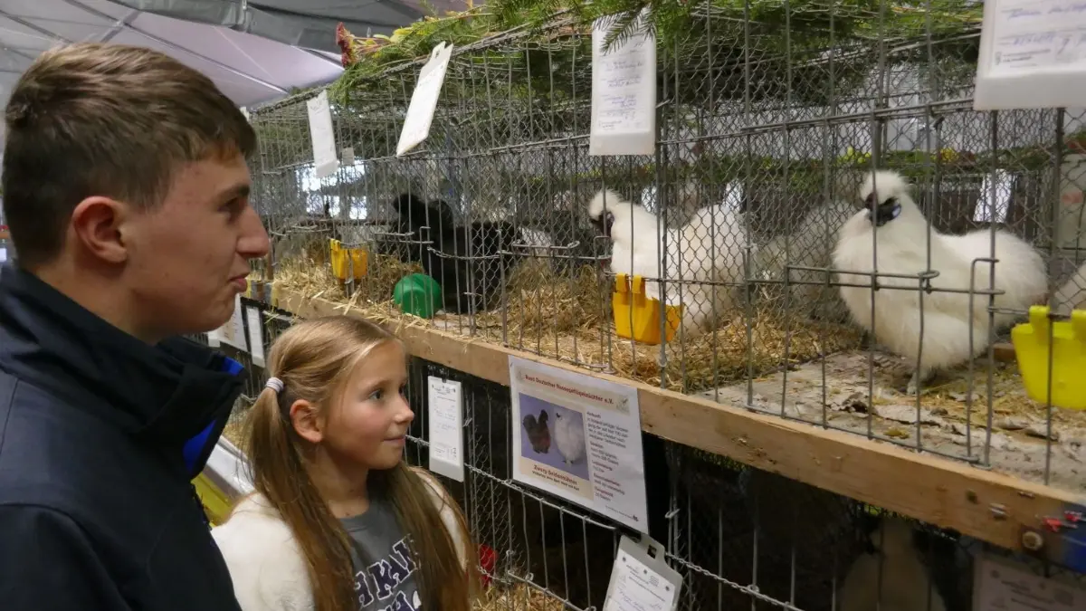 Die flauschigen Seidenhühner gehörten zu den Schönheiten der Laichinger Kleintierschau.⇥