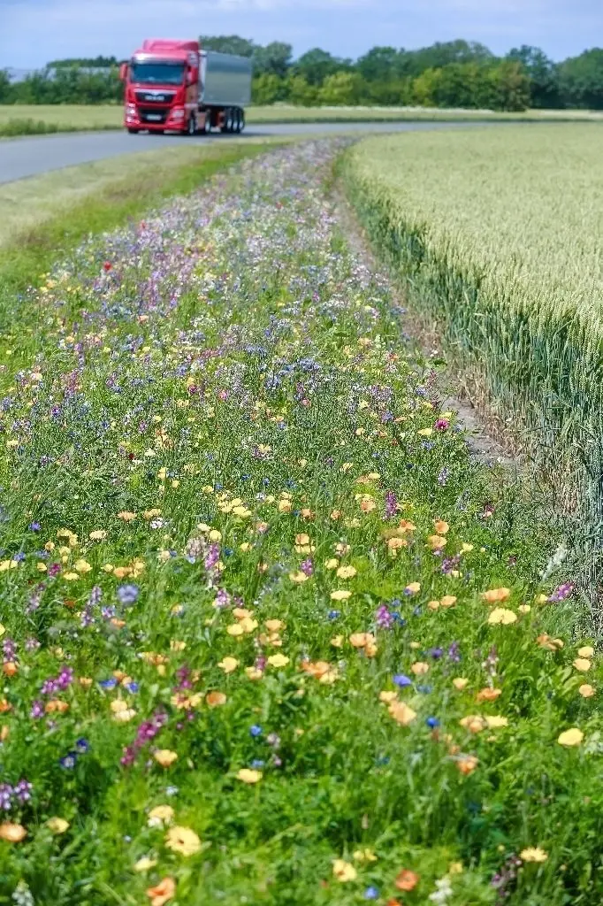 Getreide umweltschonend anbauen: Wildblumen an einem Feldrand.