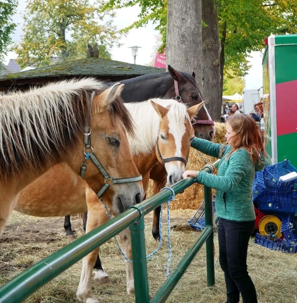 Streicheln erlaubt: Auf dem Dorfanger standen die Lieblinge der Kinder im Mittelpunkt des Interesses.