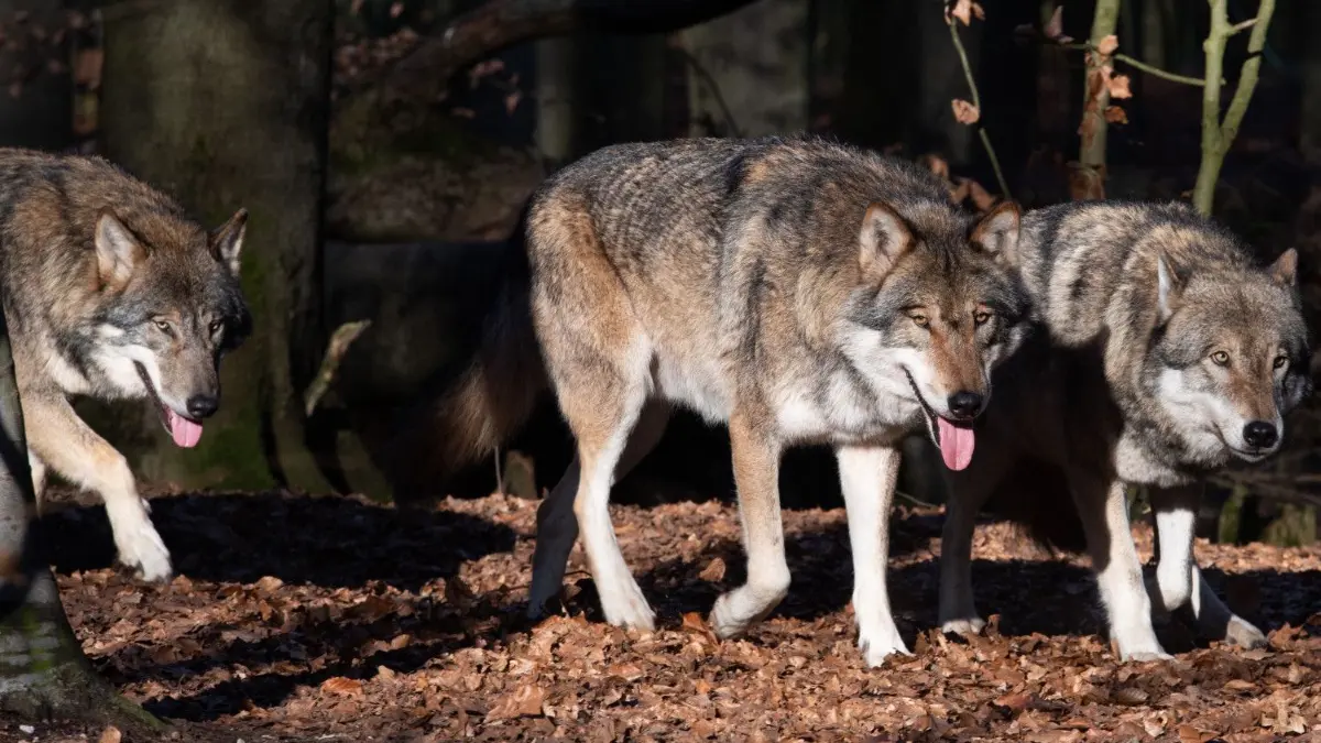Graue Räuber: Drei Wölfe wandern im Tierpark Kunsterspring durch ihr Gehege. Im Land Brandenburg haben Wölfe im Jahr 2020 mehr als 600 Schafe und viele andere Nutztiere getötet oder verletzt. (Symbolbild)
ARCHIV - 16.01.2020, Brandenburg, Neuruppin/Ot Gühlen-Glienicke: Wölfe gehen im Tierpark Kunsterspring durch das Gehege. (zu «Bauern warnen vor Wolfsrissen - Ministerium: Schutz nicht ausreichend») Foto: Soeren Stache/dpa-Zentralbild/dpa +++ dpa-Bildfunk +++