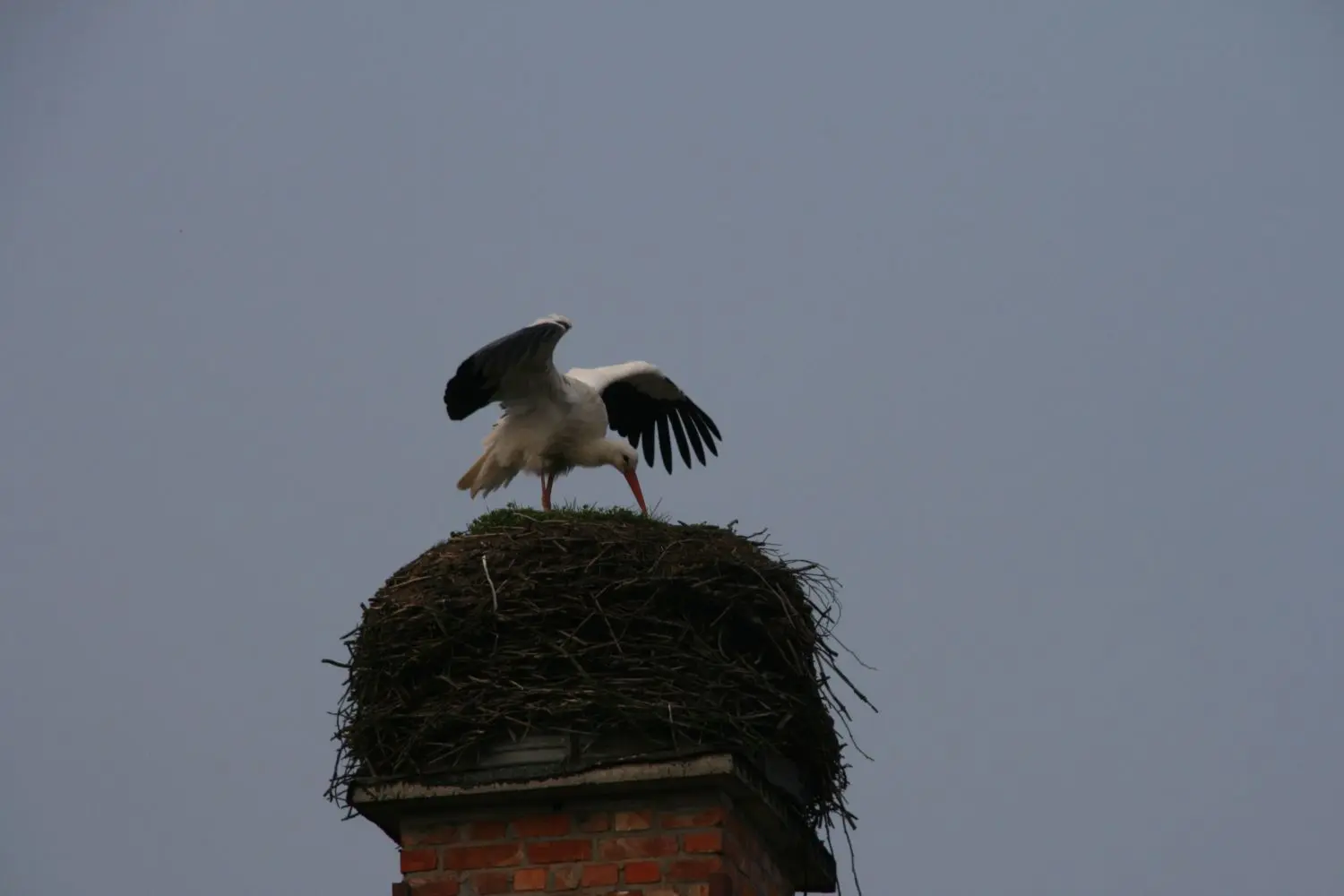 Weithin sichtbar: Meister Adebar ist in Biesenthal angekommen. Die Brautschau beginnt alsbald.