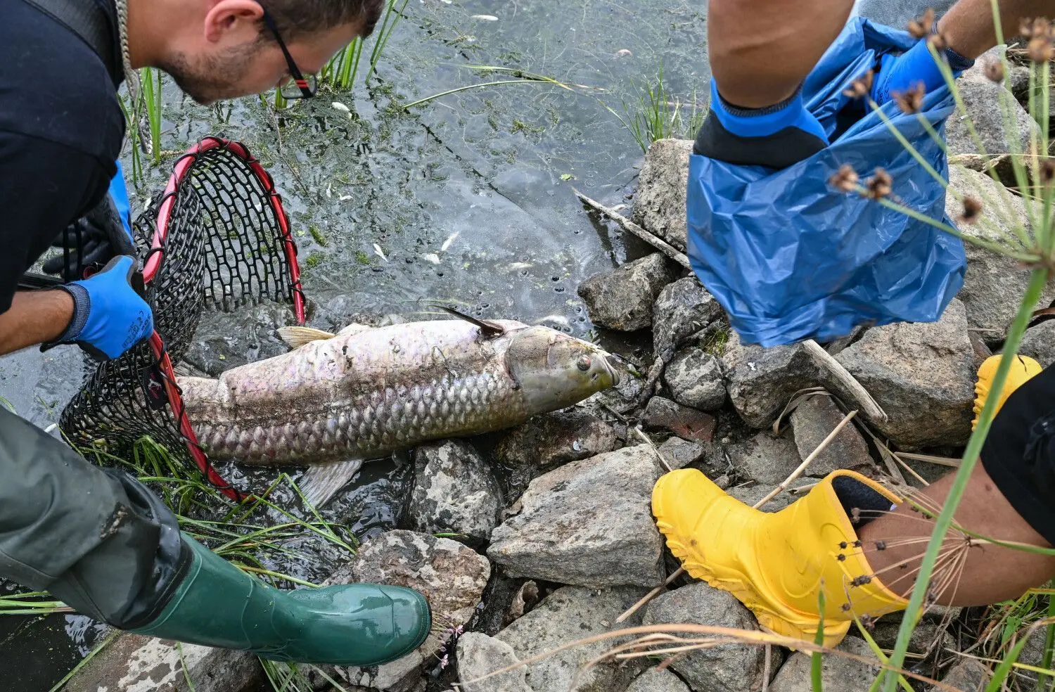Brandenburg, Lebus: Ein etwa einen Meter großer toter Graskarpfen wird von freiwilligen Helfern aus dem Wasser des deutsch-polnischen Grenzflusses Oder geborgen.
