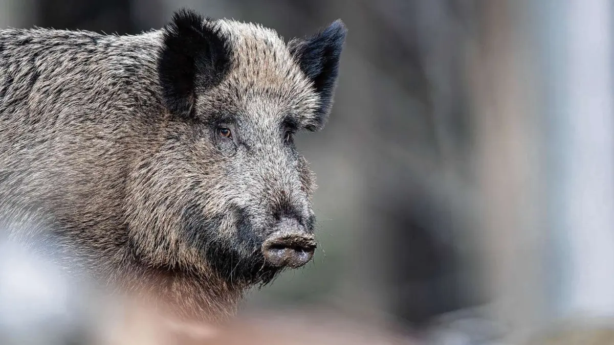Ein Wildschwein steht auf einem Plateau im Wald. Die ASP ist eine heimtückische Tierseuche mit einem tödlichen Verlauf für Haus und Wildschweine. Jetzt meldet sie sich in Schwedt (Uckermark) zurück.
ARCHIV - 03.03.2019, Bayern, Neuschönau: Ein Wildschwein steht auf einem Plateau im Wald. Agrar- und Umweltminister Backhaus informiert am 16.12.2019 über die Situation rund um die Afrikanische Schweinepest. Foto: Lino Mirgeler/dpa +++ dpa-Bildfunk +++