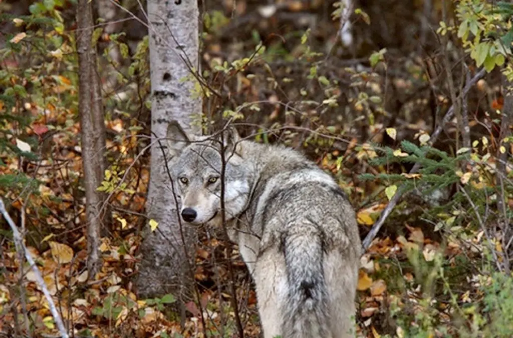 Doku: „Wenn der Wolf zum Problem wird“ | moz.de