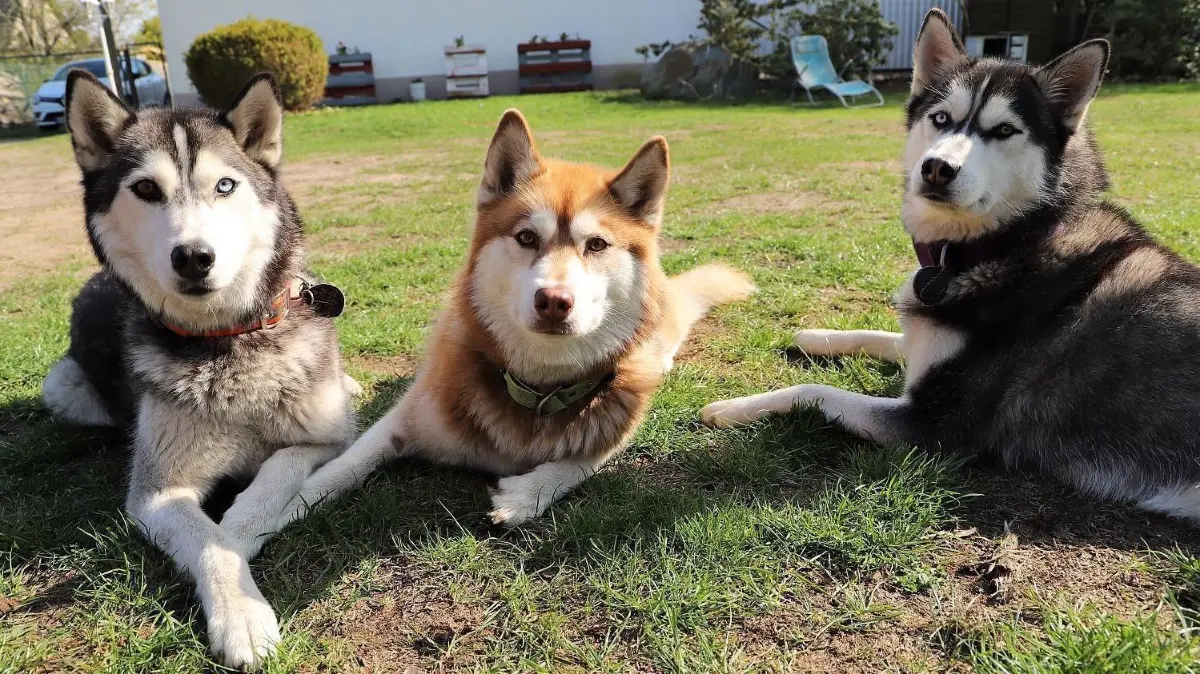 Einige der Hunde hatten keinen leichten Start ins Leben: Jetzt genießen die Husyks in Oranienburg die Sonnenseite. Für Hundeanfänger sind die Tiere jedoch nicht geeignet.
Husky Huskys Fieber Sucht Tierliebe Tierfreunde Tiere Haustiere Hunde in Oranieburg, Charléne Rudloff hat drei, Foto: Marco Winkler