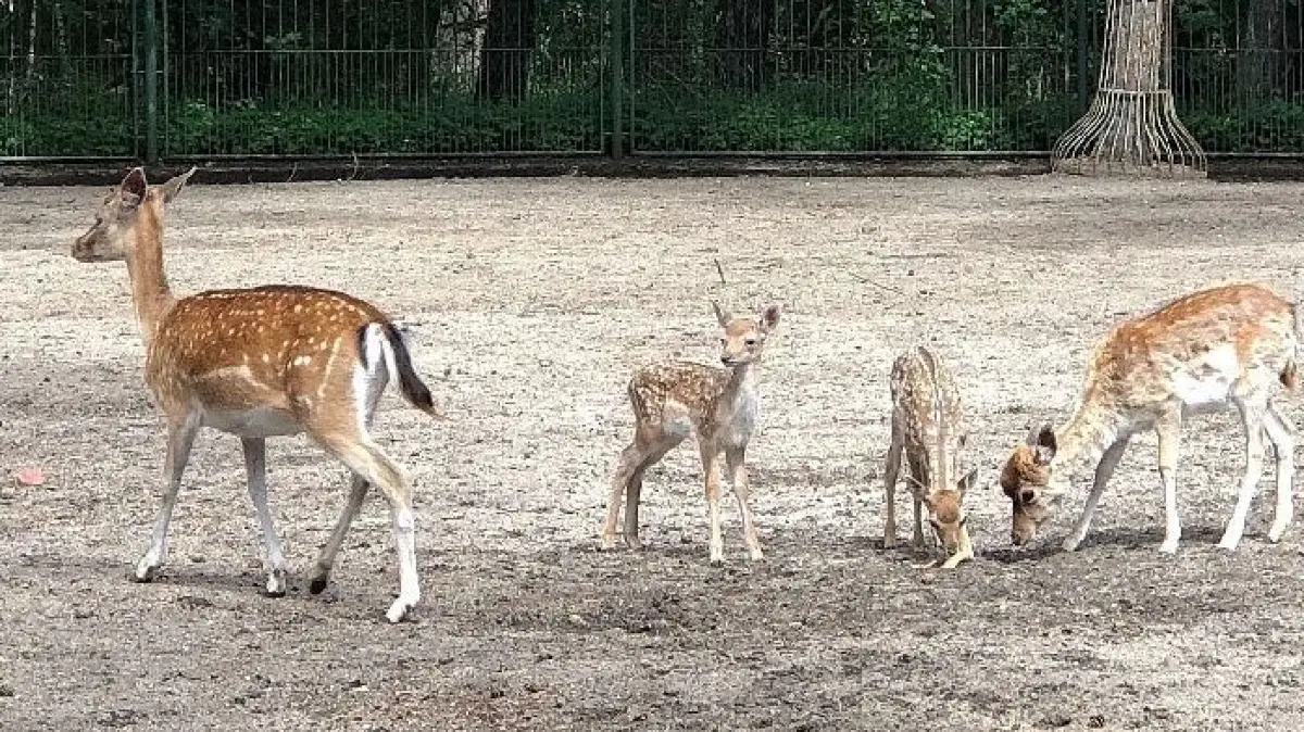 Jungtiere gibt es aktuell im Tiergehege Eisenhüttenstadt. Sowohl Rehe als auch Wildschweine haben Nachwuchs bekommen.
Eisenhüttenstadt Juli 2020: Damwild-Nachwuchs im Tiergehege