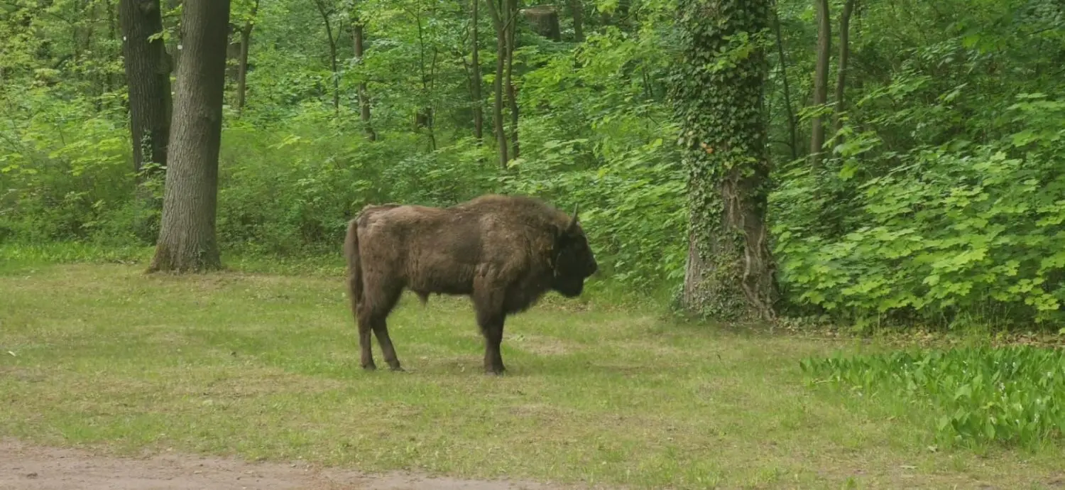 Im Fürstenwalder Stadtpark wurde am Sonnabend ein freilaufender Wisent entdeckt. Sich dem Tier zu sehr zu nähern, hätte gefährlich werden können.