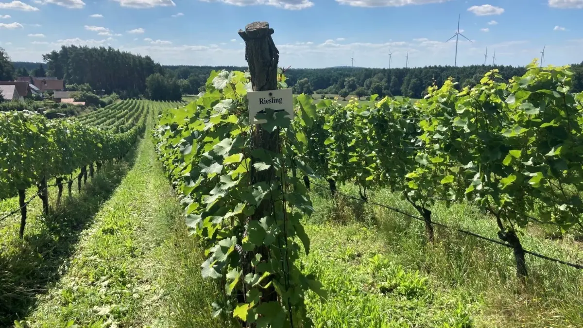 Blick auf den Riesling: Am „Langen Rücken" in Grano wachsen verschiedene Rebsorten.
Der Weinberg "Langer Rücken" in Grano.