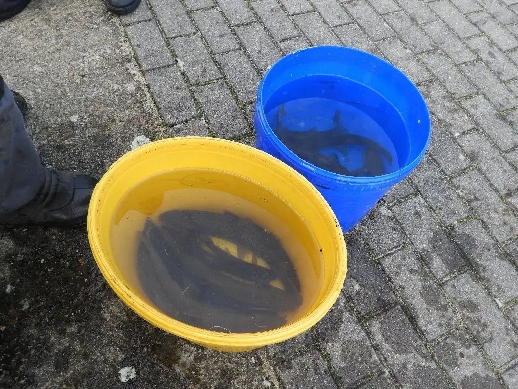 Forellen in Warteposition.