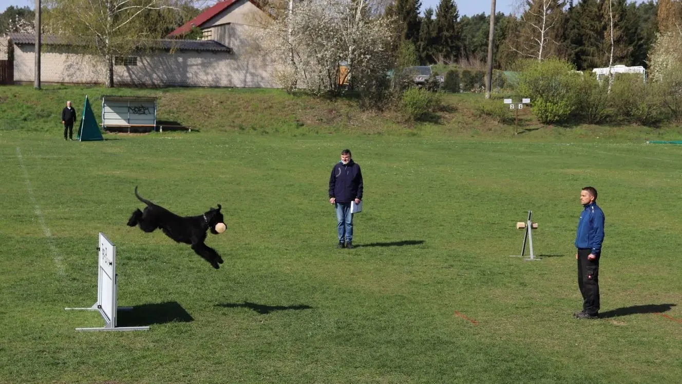 Im Gebrauchshundesport ist eine der Disziplinen die Unterordnung. Hier bei der Landesmeisterschaft in Bliesdorf zu sehen: Mario Will aus Kunersdorf mit seinem Riesenschnauzer Marouk vom Hatzbachtal.