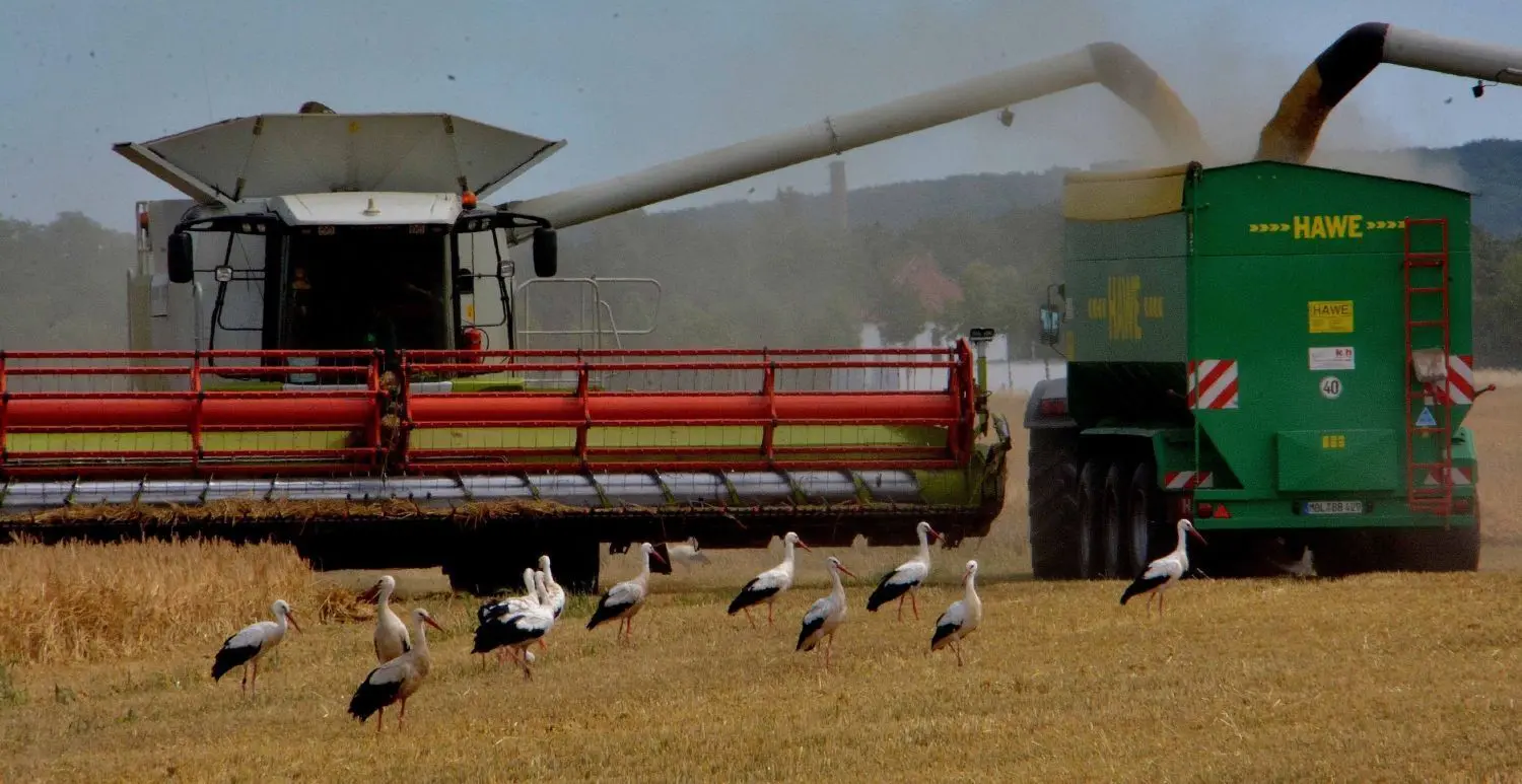 Wintergersteernte der Landwirtschaft Golzow bei Alt Tucheband: Die Störche der Umgebung nutzen das Getöse der Mähdrescher, um die aus ihren Löchern herauskommenden Mäuse zu fangen.