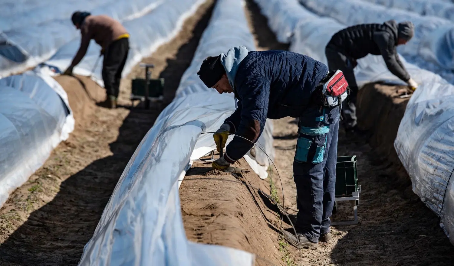 Ende März: Saisonarbeiter stechen auf einem Feld unweit von Kremmen den ersten Spargel für den Spargelhof Kremmen. Insgesamt konnten mit Helfern 1.000 Tonnen gestochen werden.