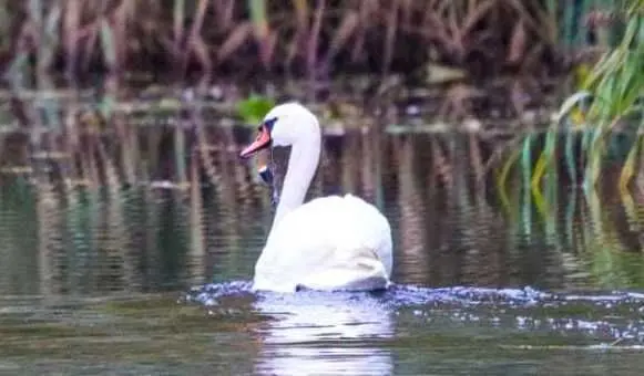 Da hängt noch die Pose unterm Schnabel.