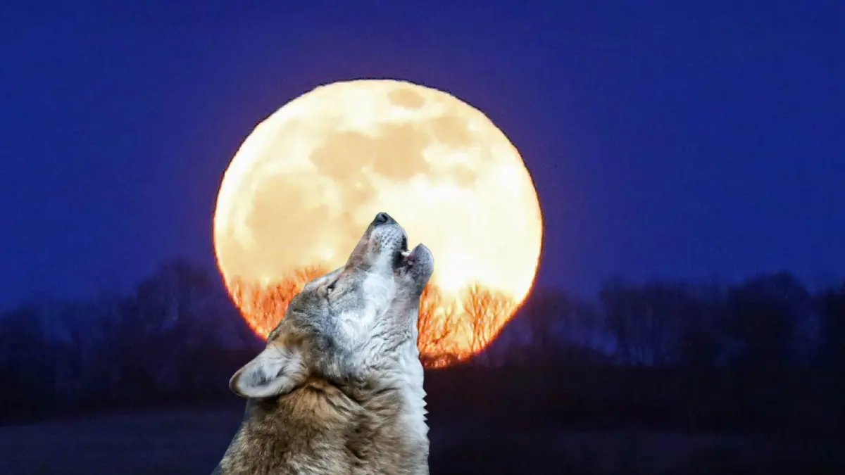 Wolfsland: Im Nationalpark Unteres Odertal hört man mittlerweile die Wölfe heulen. Immer öfter gibt es Sichtungen, Fotonachweise und Meldungen von Rufen. Der Nationalpark geht davon aus, in diesem Jahr als Gebiet mit bestätigtem Wolfsvorkommen eingestuft zu werden.
04.04.2015: Vollmond über dem Nationalpark