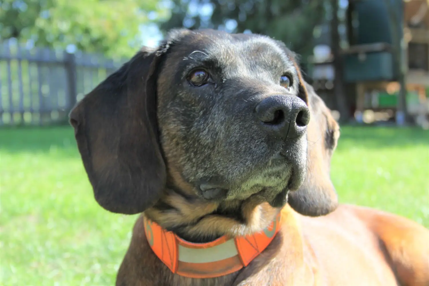 Oscar vom Nieplitztal, ein zehnjähriger Bayerischer Gebirgsschweißhund, wurde explizit für die Fährtenarbeit gezüchtet. Auch wenn diese Rasse Familienanschluss benötigt, ist er alles andere als ein Modehund: Schweißhunde brauchen die Arbeit.