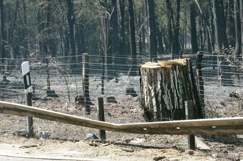 Verkohlte Bäume: Dort, wo das Feuer gewütet hat, wurde der Wald massiv geschädigt.