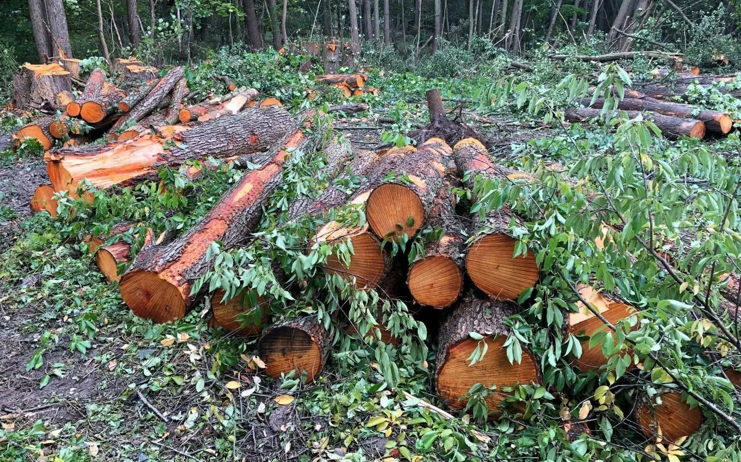 Illegale Baumfällungen in Schildow: Der Landkreis hat die Rodungen im Naturschutzgebiet sofort untersagt. Jetzt drohen dem Verursacher strafrechtliche Konsequenzen.