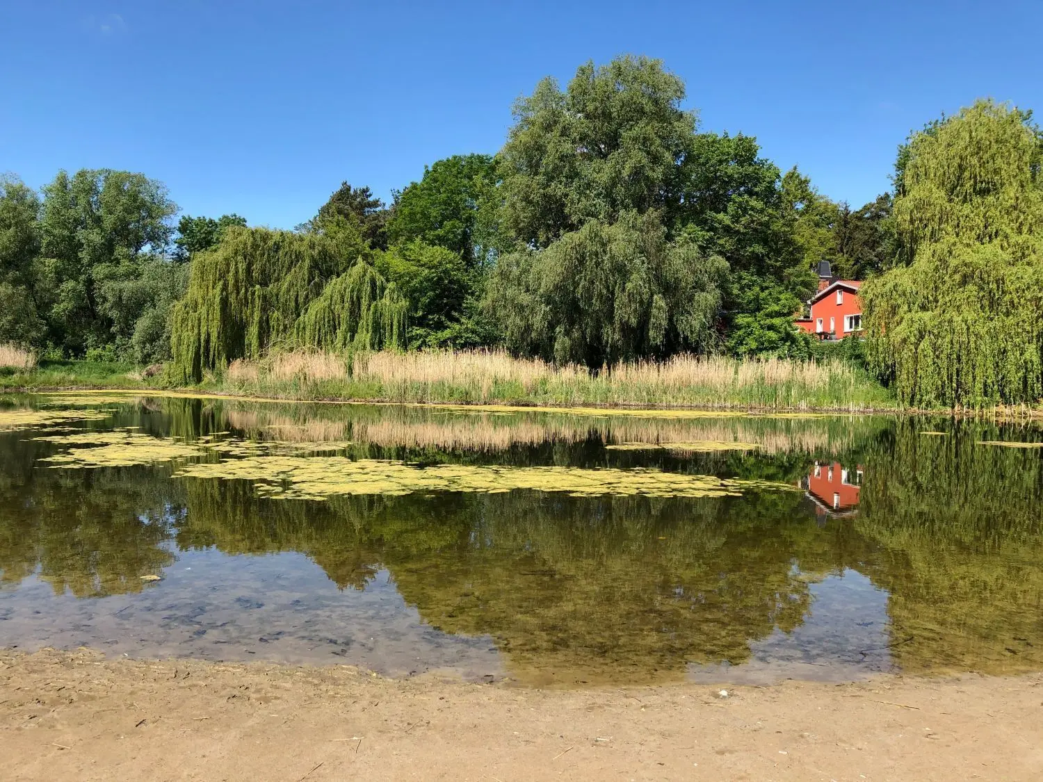 Teilungssee heute: Niedrigwasser, Seerosen, Schilf und Weiden