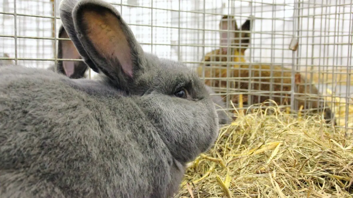 Mehr als flauschig: Für Züchtende von Kaninchen kommt es nicht nur auf den Kuschelfaktor an. Jährlich finden Ausstellungen statt, auf denen die besten Exemplare prämiert werden.
Kremmen, Rassekaninchen und Rassegeflügel, Rassezüchter, Kaninchenzüchter, Ausstellung, 90 Jahre Rassegeflügel, Foto: Marco Winkler