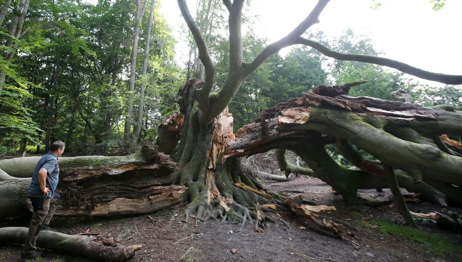 Die Silkebuche in der Schorfheide ist zerbrochen. Ein großer Ast ragt noch in die Höhe.