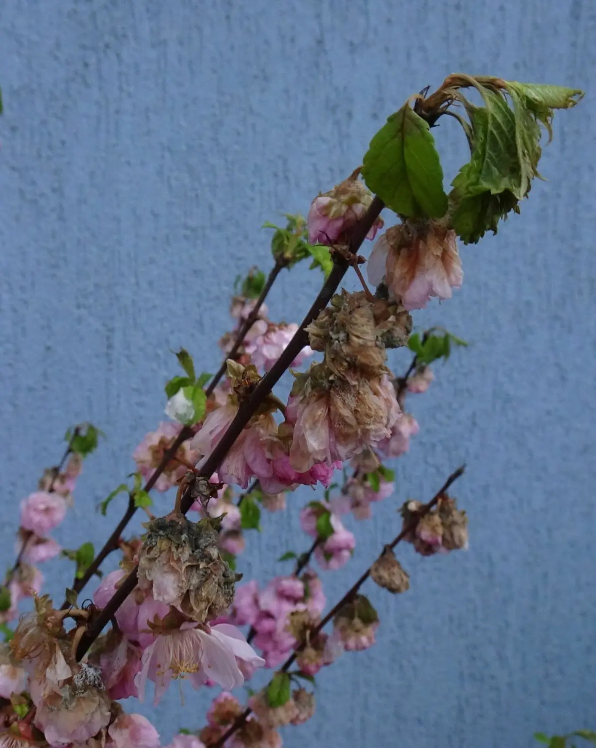 Dieses Wandelröschen ist von Monilia, auch Spitzendürre genannt, befallen. Es handelt sich dabei um einen Pilz, der sich an den Blütenständen, bei Obstbäumen auch an den Fruchtständen ausbreitet.
