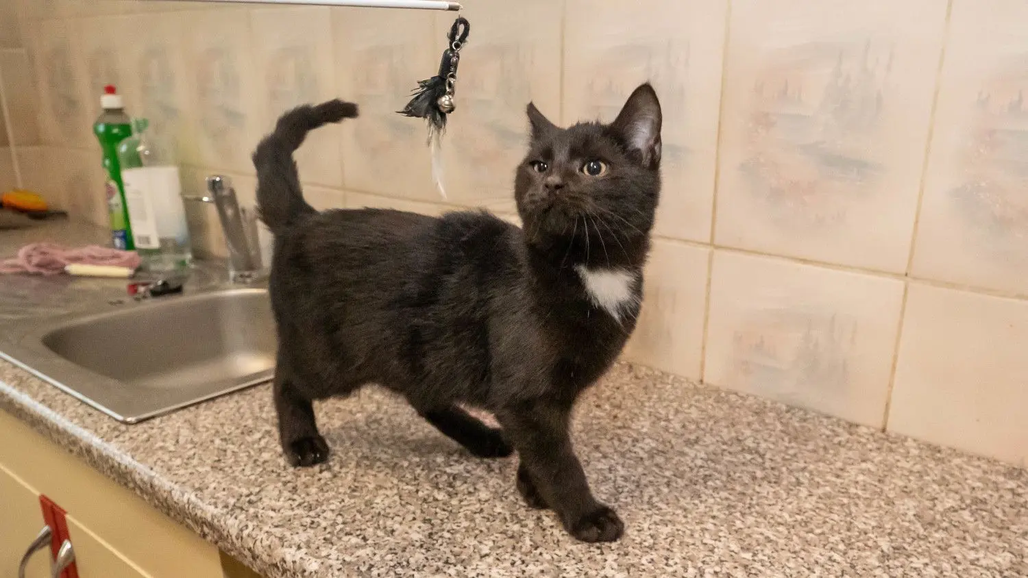 Troll hat Dank guter Pflege im Schwedter Tierheim seine Hautkrankheit überwunden.