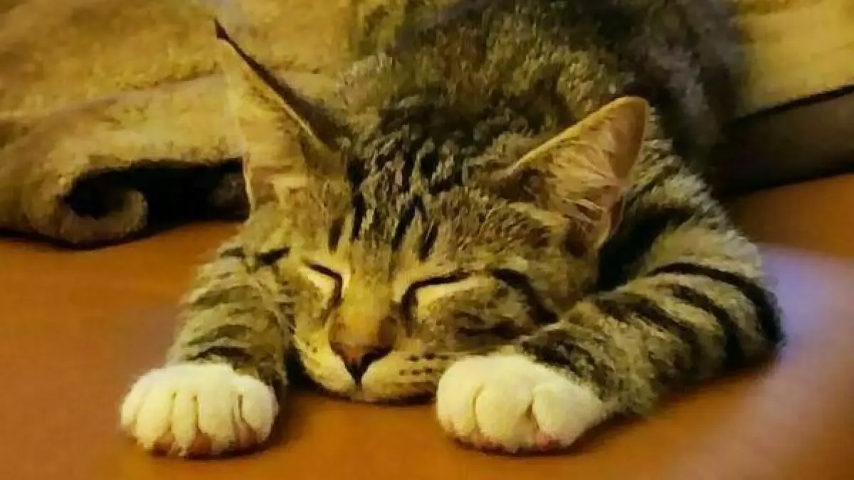 Kater Fiete ist Freigänger. Am Sonntag ist er bei einem Ausflug verschwunden.
Kater Fiete ist Freigänger. Am Sonntag ist er bei einem Ausflug verschwunden.