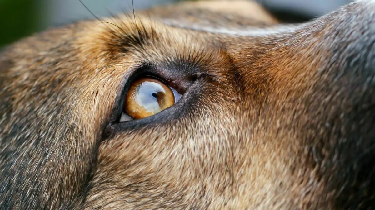 Gequälte Tiere in Brandenburg: Ob Hund, Katze oder Schwein, die Grausamkeit des Menschen kennt scheinbar keine Grenzen. Jährlich werden mehrere hundert Fälle von Tierquälerei gemeldet. Die Dunkelziffer ist allerdings höher. (Symbolbild)
Ein Mischlingshund guckt in einem Garten nach oben. (ILLUSTRATION zu dpa: "Bilder von Tierquälerei im Internet: Tierschützer fordern Strafen") +++ dpa-Bildfunk +++