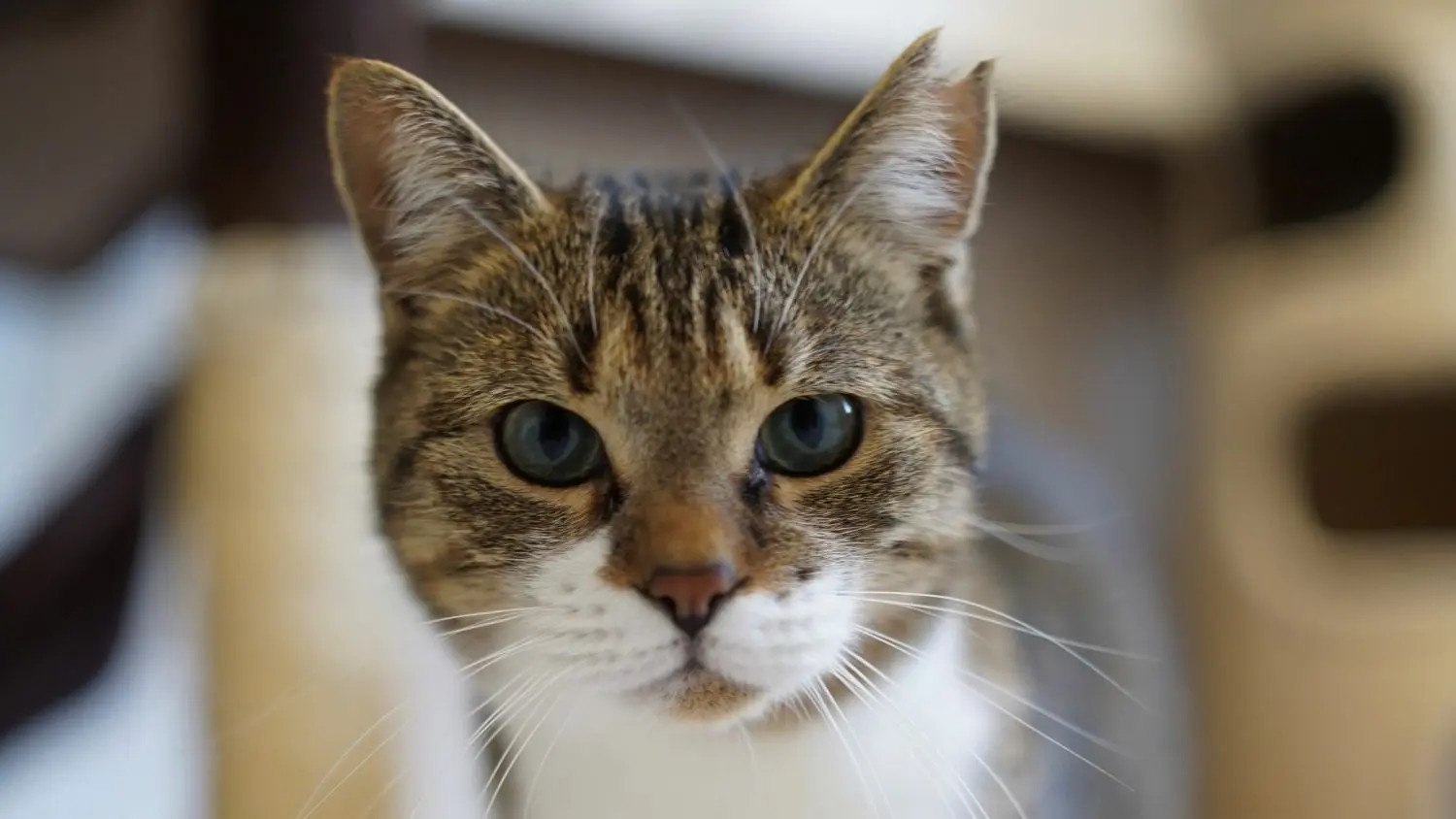 Kater Dannys Markenzeichen ist die kaputte Ohrspitze, doch auch sein Charme macht ihn unverwechselbar.