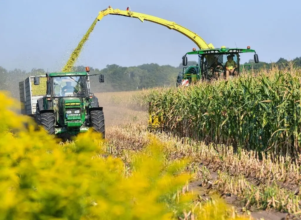Monokultur: Ein Feldhäcksler erntet in der Nähe von Frankfurt (Oder) Maispflanzen, die für eine Biogasanlage bestimmt sind.