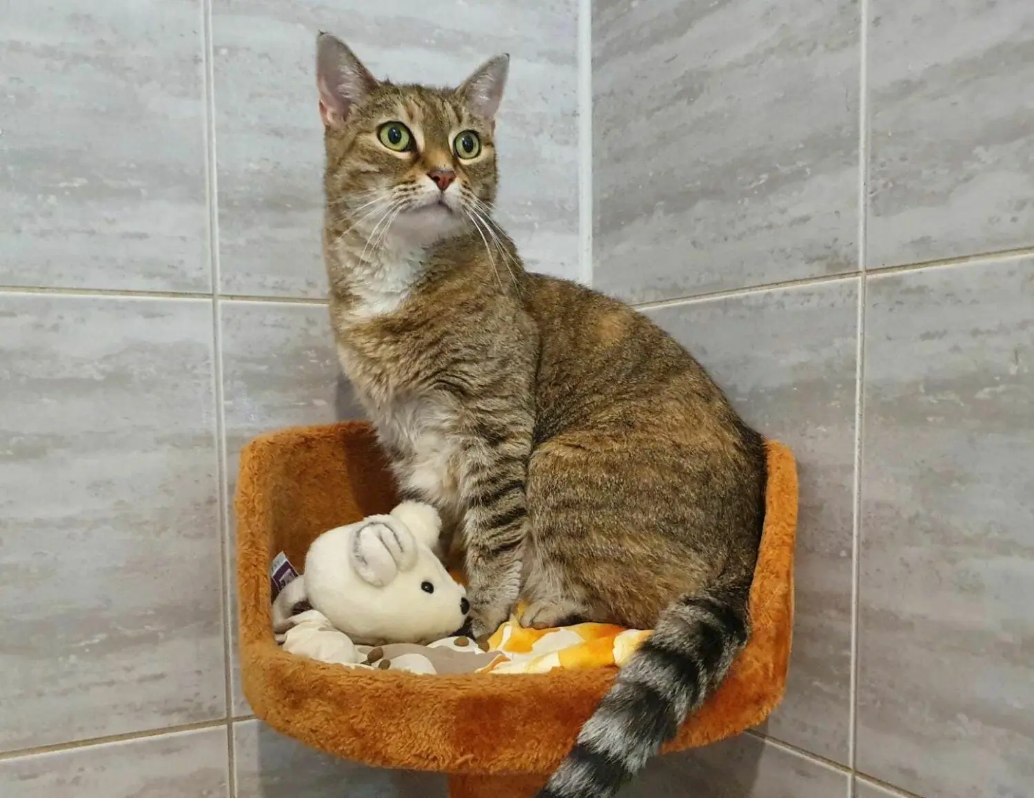 Katze Maxi ist zeh Jahre alt. Als ihre Besitzerin ins Pflegeheim musste, kam sie ins Tierheim. Es ist eine sehr verschmuste Wohnungskatze.