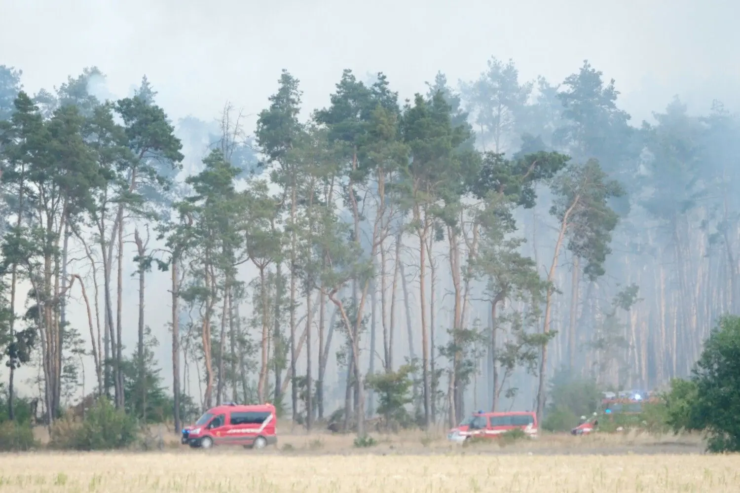 Qualm von Glutnestern und kleineren Feuern steht in einem Wald im Landkreis Elbe-Elster.