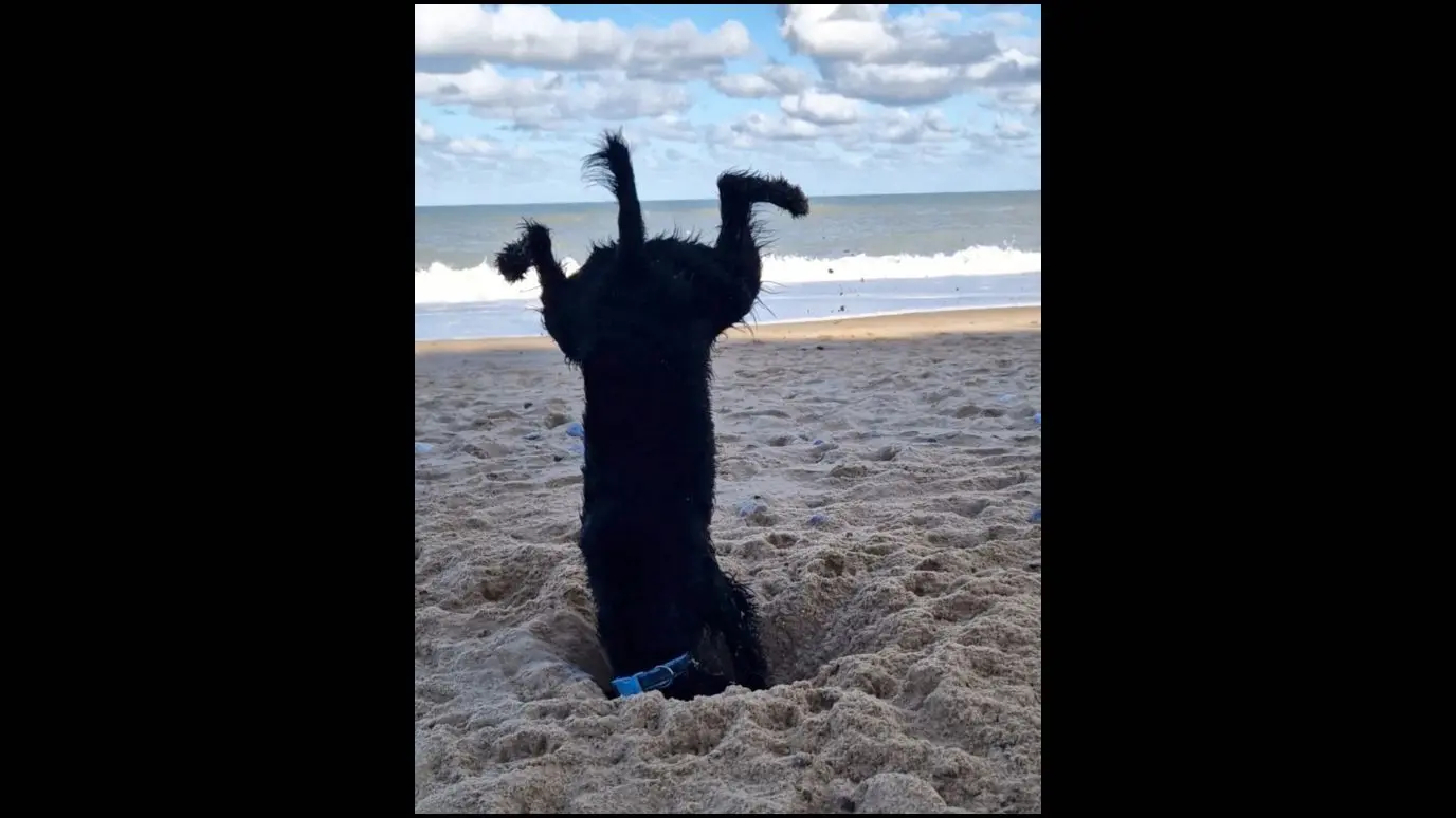 Das Foto von Sophie Boynton aus Hull in Großbritannien wurde als „hochverdient“ ausgezeichnet und heißt „Wenn das Graben eines Lochs ernst wird.“ Die Fotografin dazu: „Shadow grub wie gewöhnlich Löcher am Strand, als er plötzlich seine neue Technik präsentierte!“