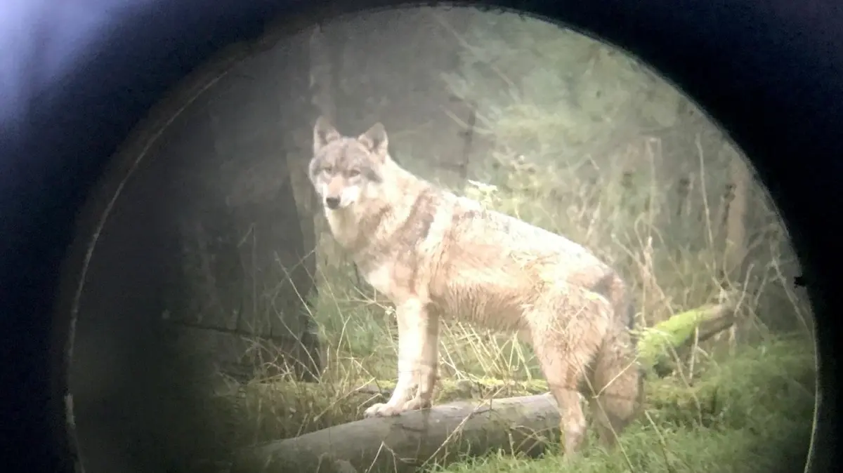 Die Zahl der Wolfsrudel ist in Brandenburg erneut gestiegen. Ist der schnelle Abschuss die Lösung des Problems? Wie die Jäger über den schnelleren Abschuss bei Rissen von Nutztieren denken. (Symbolbild)
ILLUSTRATION - Ein Wolf steht im Wildpark Eekholt (Fotografiert durch ein Zielfernrohr). (zu dpa: «Der Abschuss von Wölfen wird einfacher - Was sagen die Verbände im Südwesten?») +++ dpa-Bildfunk +++