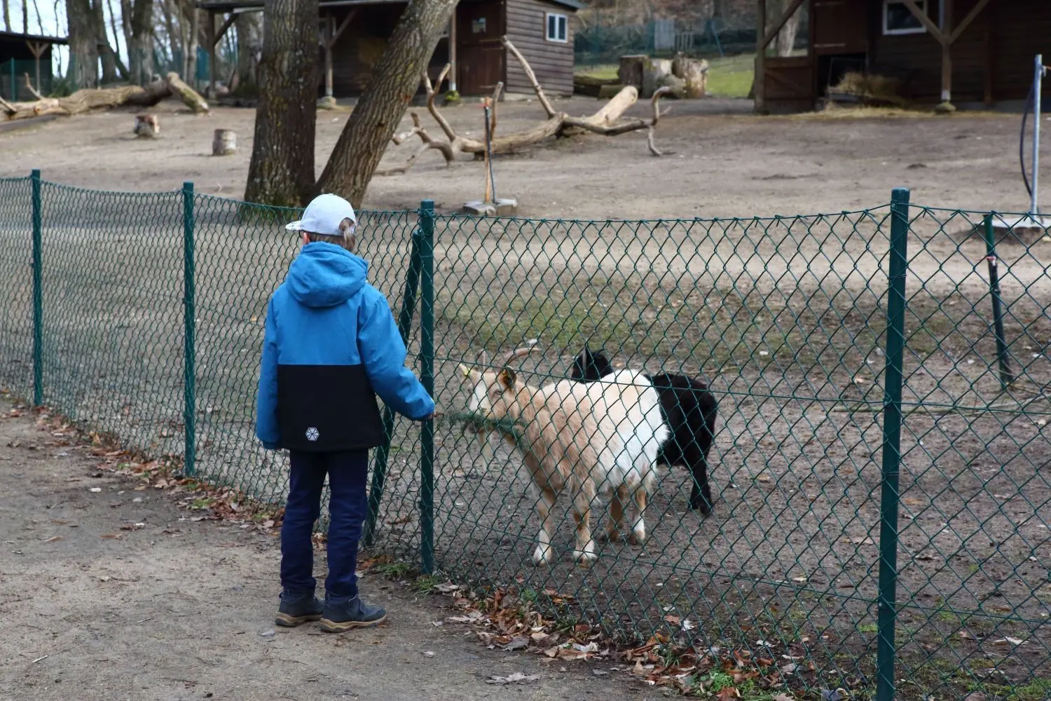 Aber auch das Tiergehege war Anziehungspunkt der kleinen und großen Besucher.