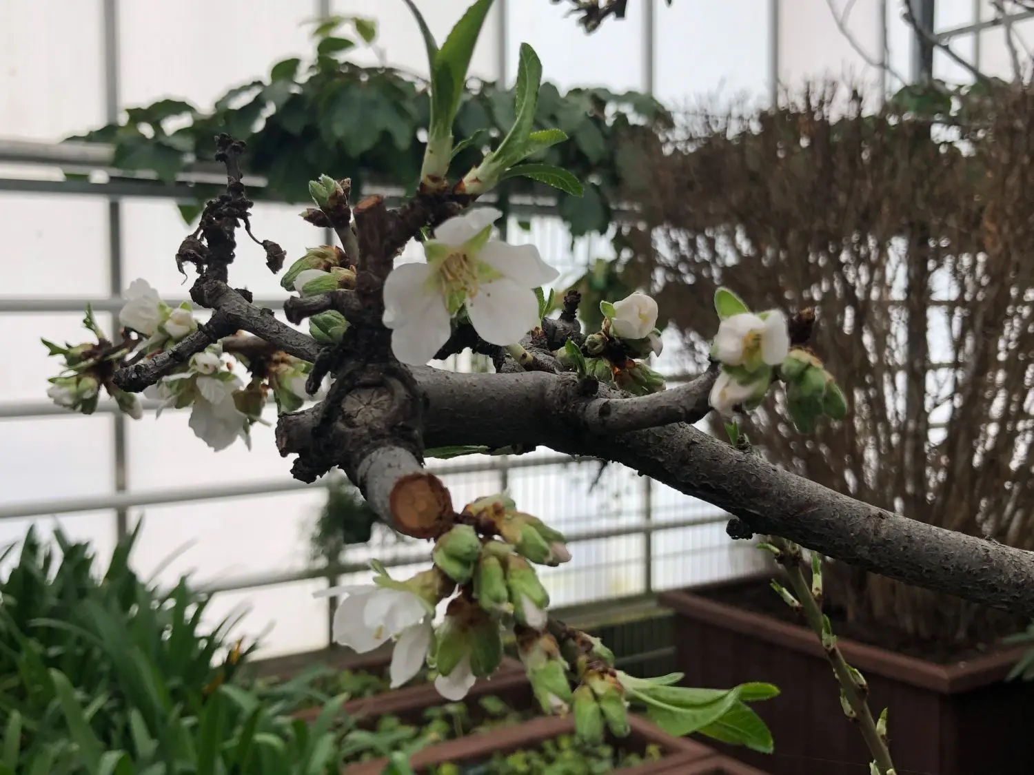 Die ersten Blüten sind schon da.