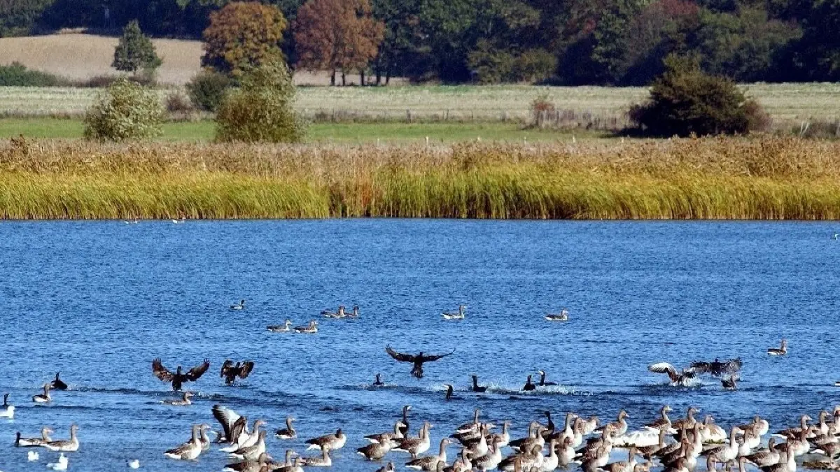 Auf dem Grimnitzsee in Althüttendorf nahe Joachimsthal im Biosphärenreservat Schorfheide/Chorin schwimmen Wildgänse und Kormorane. (Symbolbild) Am Samstag hat die Feuerwehr Eberswalde hier eine vermisste Person gesucht.
Auf dem Grimnitzsee in Althüttendorf nahe Joachimsthal im Biosphärenreservat Schorfheide/Chorin (Brandenburg) schwimmen am Mittwoch (20.10.2004) Wildgänse und Kormorane. Das 238.000 Hektar große Biosphärenreservat ist die Heimat vieler bedrohter Tierarten. Vom Hochstand in Althüttendorf hat man eine gute Sicht und kann Wildgänse, Kormorane, Reiher am Ufer entdecken und mit etwas Glück auch den Seeadler am Himmel kreisen sehen. Alles Wissenswerte über das Biosphärenreservat Schorfheide/Chorin kann man im Naturerlebniszentrum Blumberger Mühle nahe Angermünde erfahren. Foto: Patrick Pleul dpa/lbn |