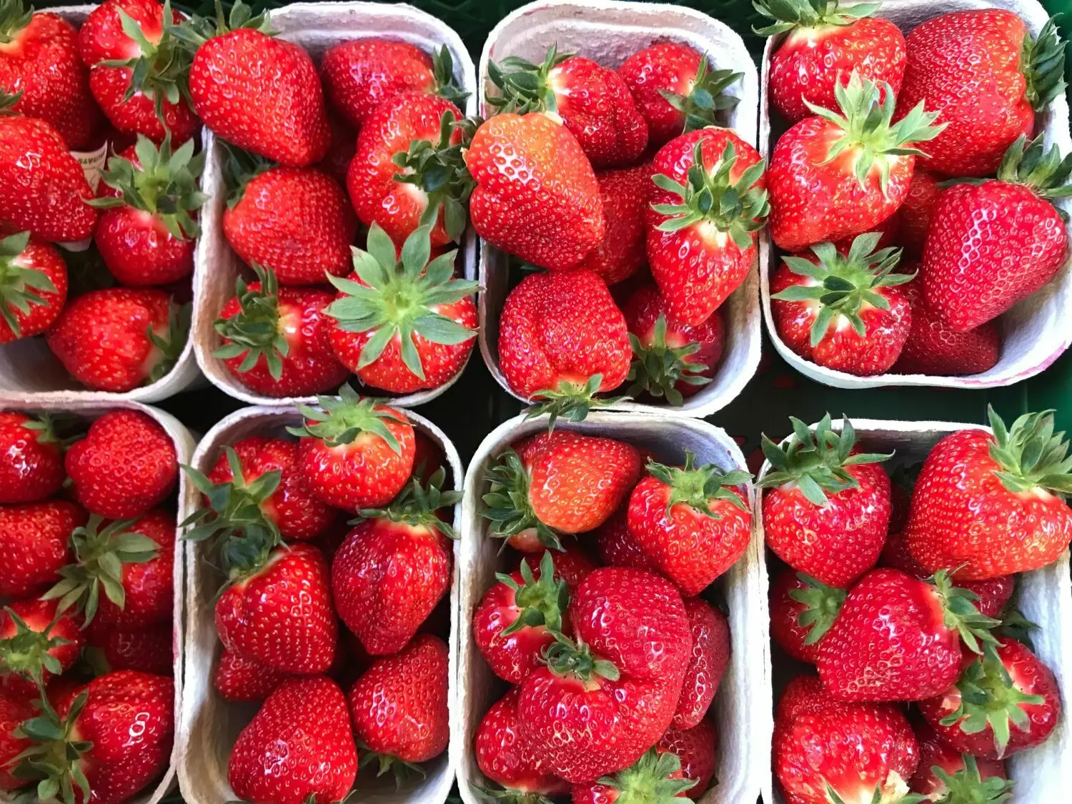 Erdbeeren in Brandenburg 2023 Beeren regional kaufen wann sie reif