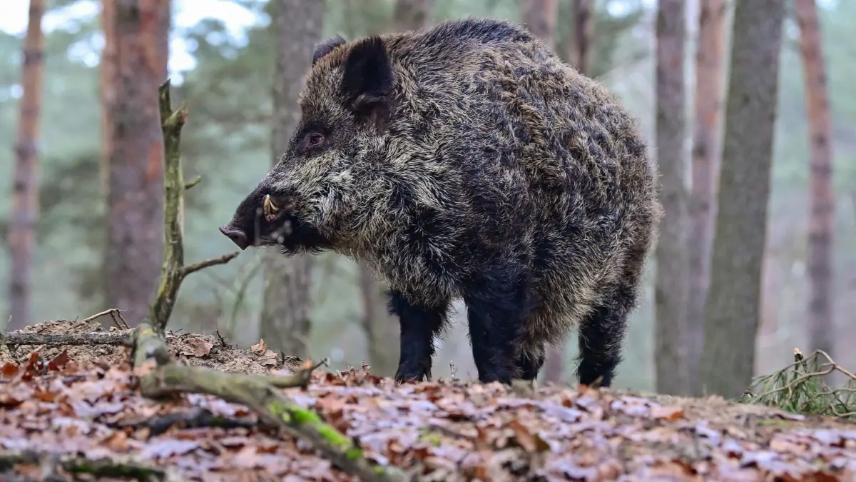 Noch ist die Afrikanische Schweinepest (ASP) nicht ausgestanden, doch es gibt weitere Fortschritte bei der Bekämpfung – und eine neue Realität, an die es sich zu gewöhnen gilt. (Symbolbild)
18.12.2021, Brandenburg, Groß Schönebeck: Ein stattlicher Keiler (männliches Wildschwein) steht auf einer Anhöhe in einem Gehege im Wildpark Schorfheide. Foto: Patrick Pleul/dpa-Zentralbild/ZB - Honorarfrei nur für Bezieher des Dienstes ZB-Funkregio Ost +++ ZB-FUNKREGIO OST +++