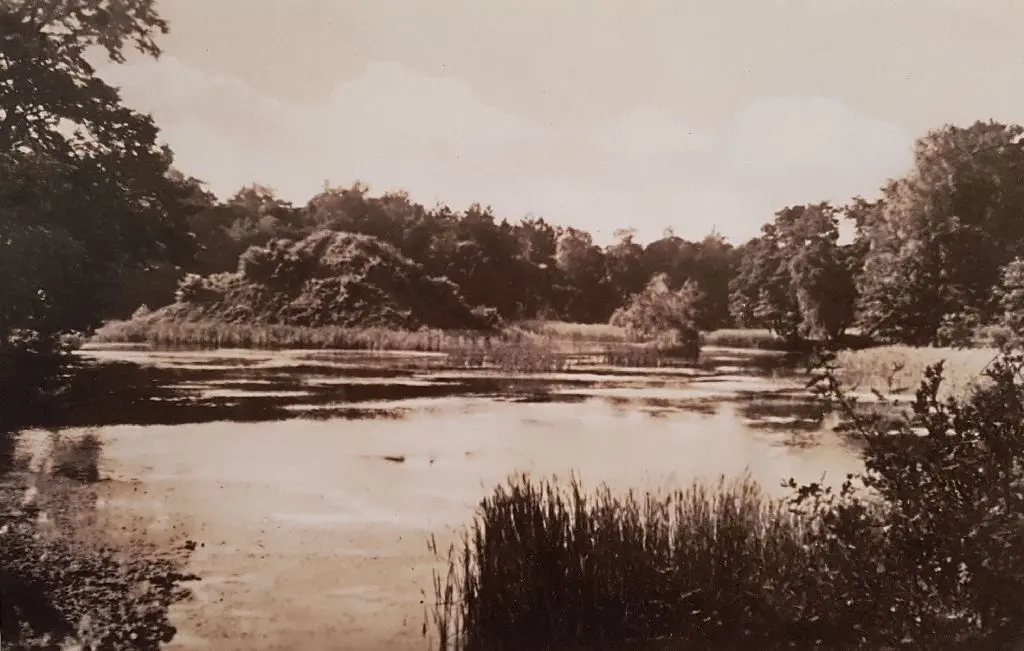 Von der Natur zurückerobert: Seit Kriegsende 1945 gab es keine Pflege im Park Branitz. Diese Postkarte von 1953 dokumentiert den Wildwuchs auf dem Tumulus und die Verschilfung des Pyramidensees.