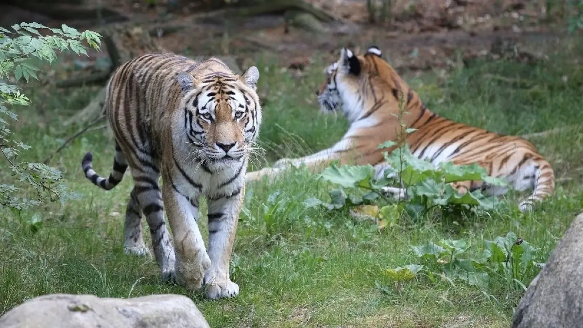 Wer sehen möchte, wie sich Tiger über Eisbomben freuen, der ist zu diesem Ferienerlebnis im Zoo Eberswalde willkommen. (Symbolbild)
Tiger im Zoo Eberswalde am 14.06.2017