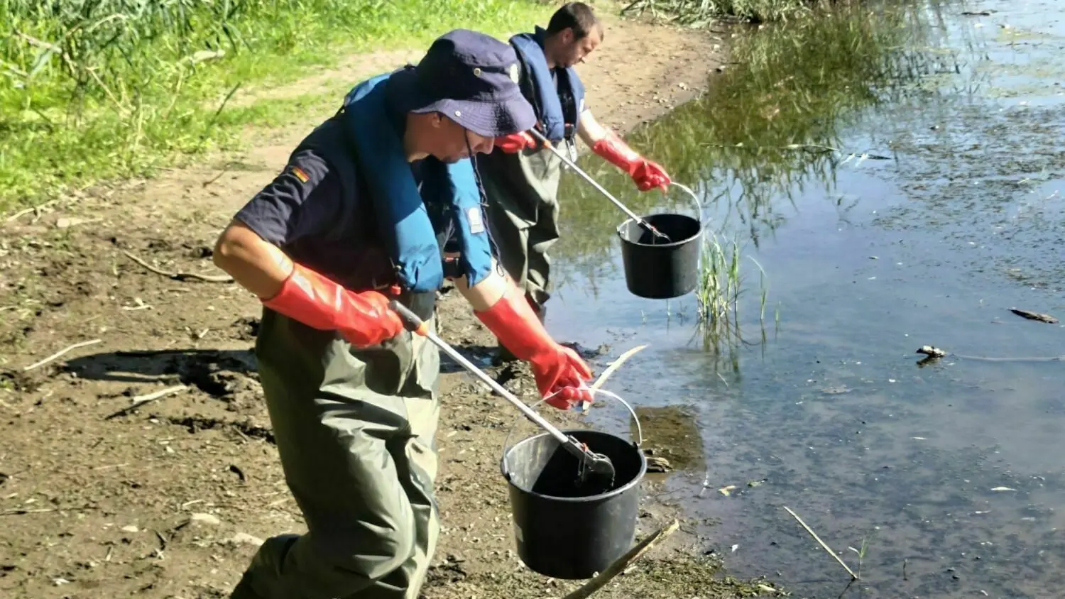 Das THW sammelt tote Fische auf dem Ziegenwerder in Frankfurt (Oder) ein.