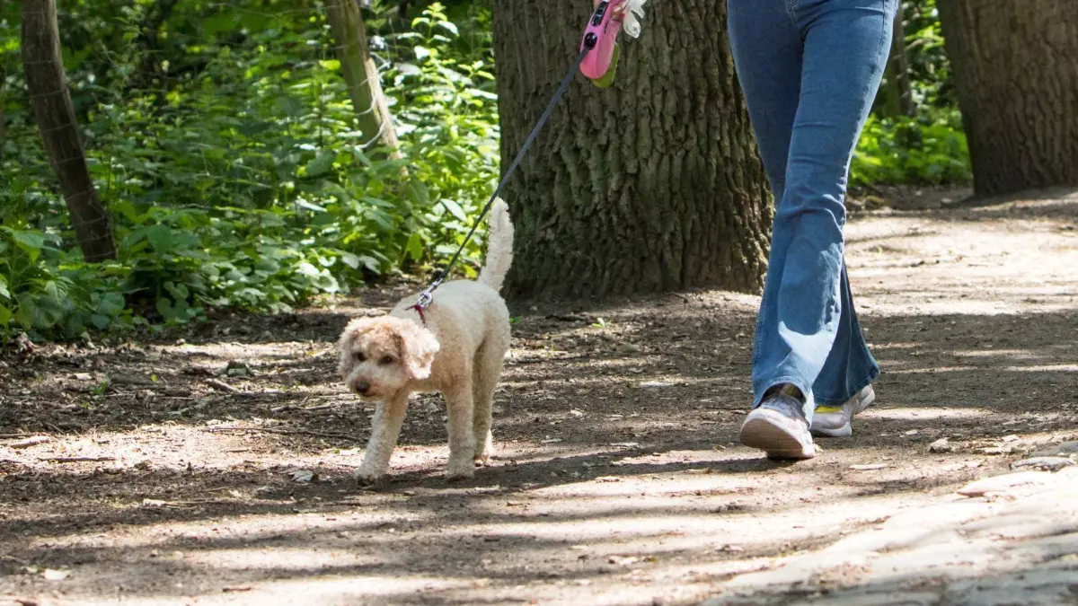 An der Leine unterwegs: In Panketal wird über die Ausweisung von Hundeauslaufflächen diskutiert. (Symbolbild)
ILLUSTRATION - Nicht von der Leine lassen: Wer mit dem Hund im Wald spazieren gehen will, sollte auf Wildschweine und Rehe Rücksicht nehmen. Foto: Christin Klose/dpa-mag - Honorarfrei nur für Bezieher des Dienstes dpa-Magazin +++ dpa-Magazin +++