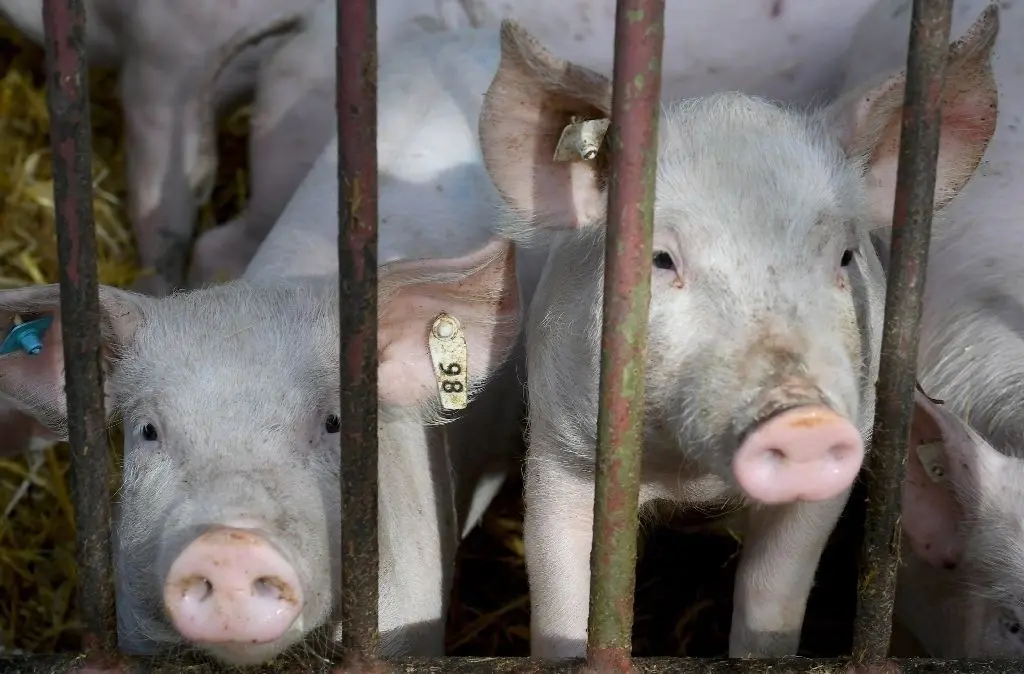Zu viel Fleischkonsum schadet der Umwelt. Und die Schweine sollen auch mehr Platz bekommen.